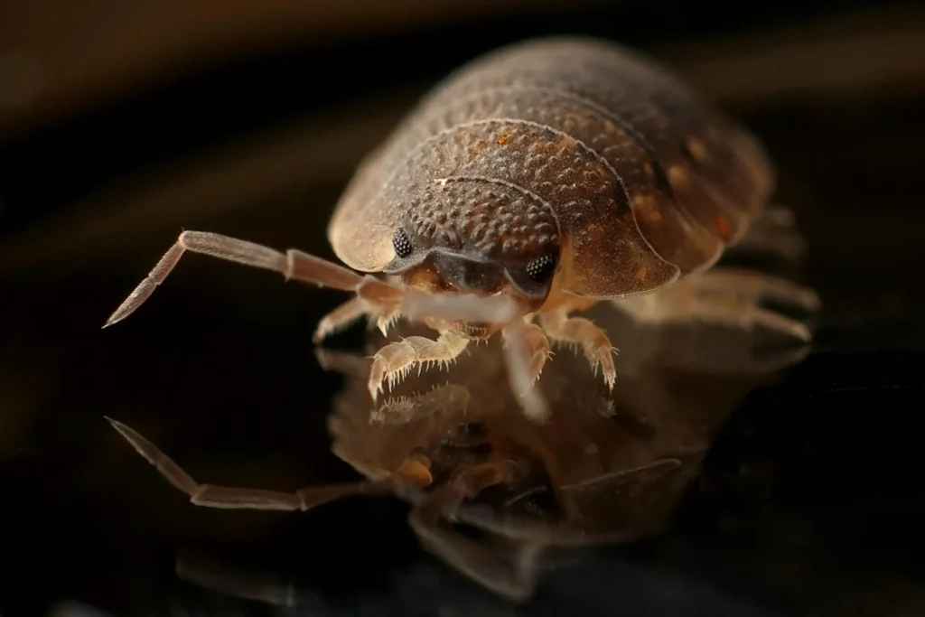 Bed-Bug-Treatment - Manchester Pest Control Pros | Manchester, NJ | 551-373-7550